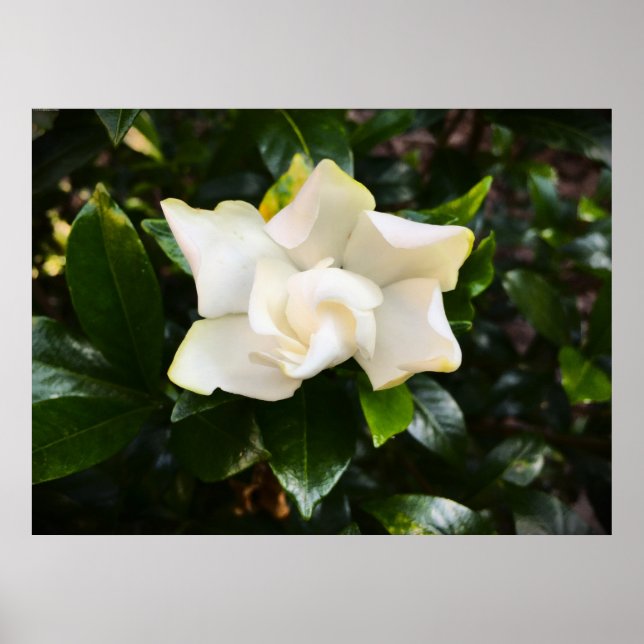 Affiche Gardenia, (Devant)