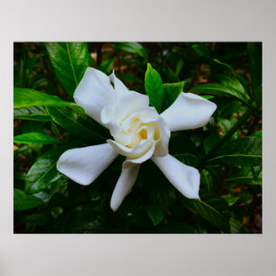Affiche Gardenia,
