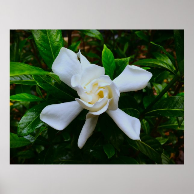 Affiche Gardenia, (Devant)