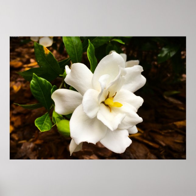 Affiche Gardenia, (Devant)