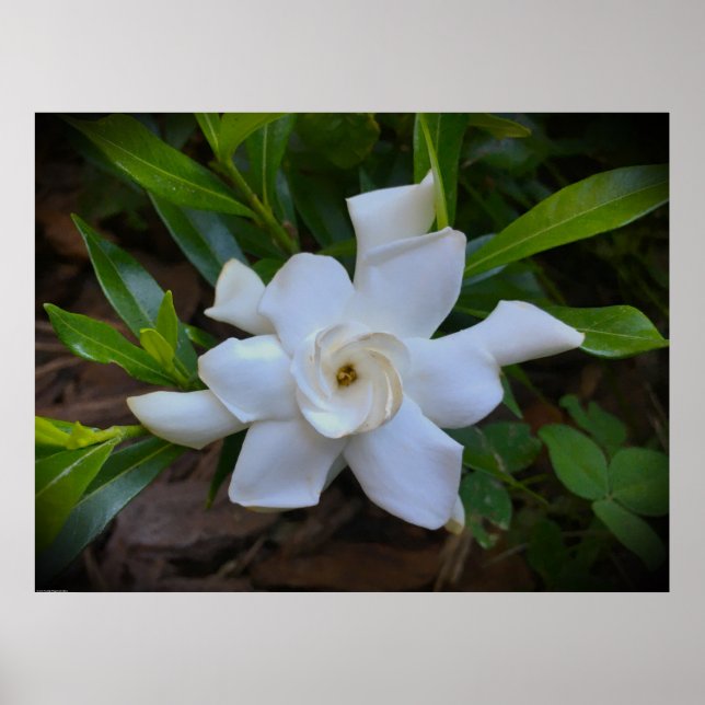 Affiche Gardenia, (Devant)