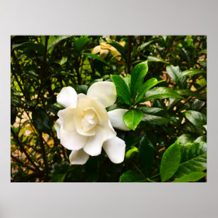 Affiche Gardenia,