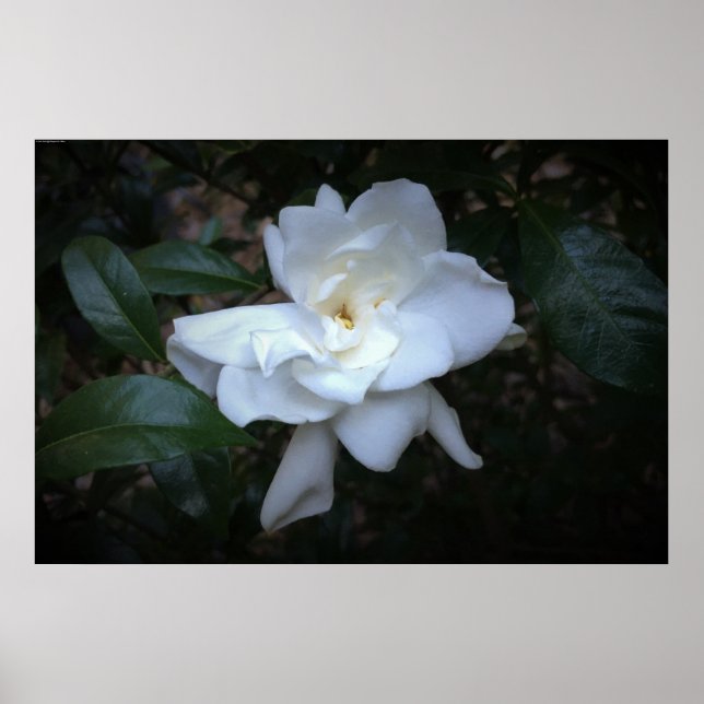 Affiche Gardenia, (Devant)