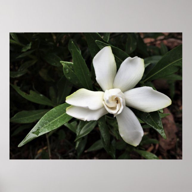 Affiche Gardenia, (Devant)