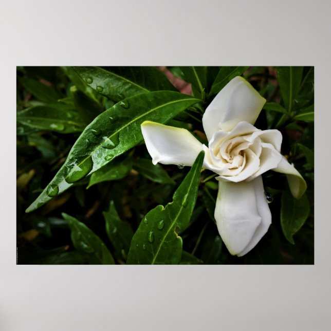 Affiche Gardenia, (Devant)