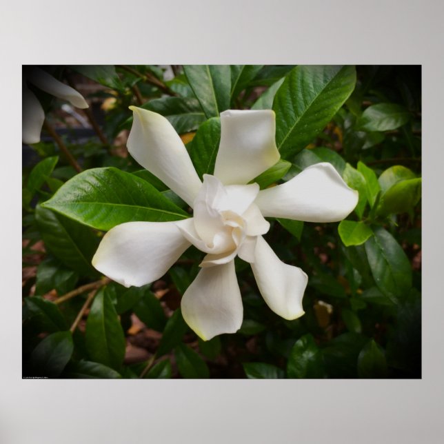 Affiche Gardenia, (Devant)