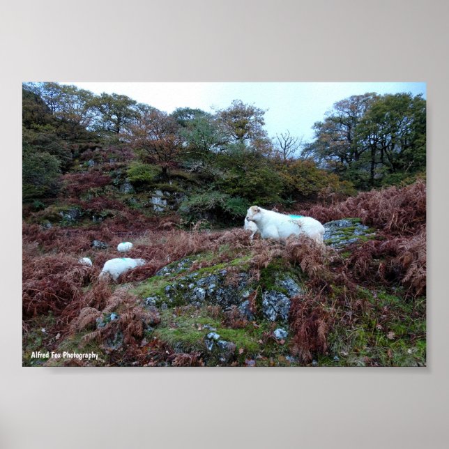 Affiche Gardiens du Glen (Devant)
