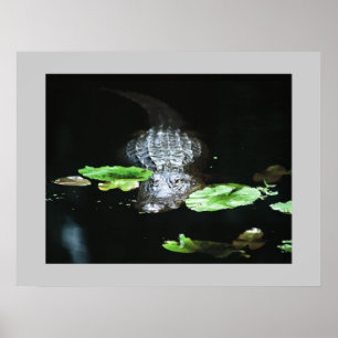 Affiche Gator