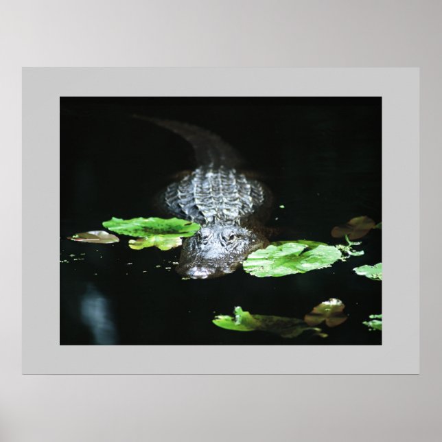 Affiche Gator (Devant)