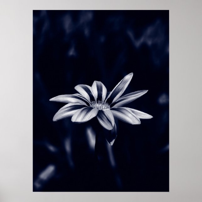 Affiche gazania (Devant)