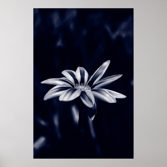 Affiche gazania (Devant)