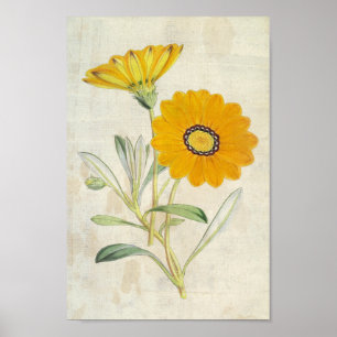 Affiche Gazanie vintage et resplendissante