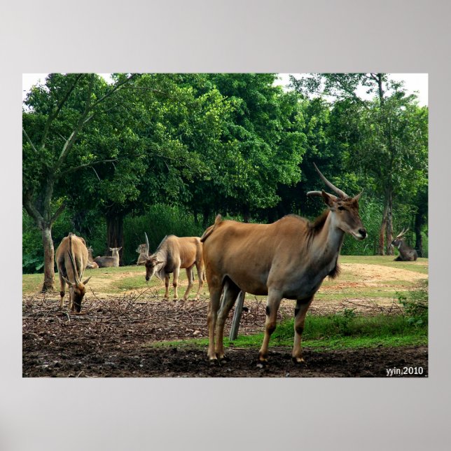 Affiche gazelle (Devant)