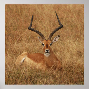 Affiche Gazelle Big Horn avec