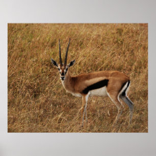 Affiche Gazelle corne with