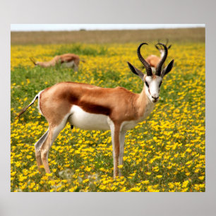 Affiche Gazelle dans le pré