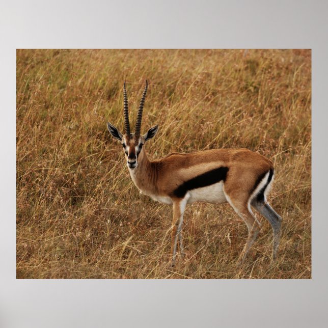 Affiche Gazelle Horn avec (Devant)