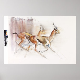 Affiche Gazelles Arabes courantes 2010