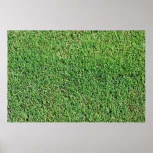 Affiche Gazon vibrant de couleur verte