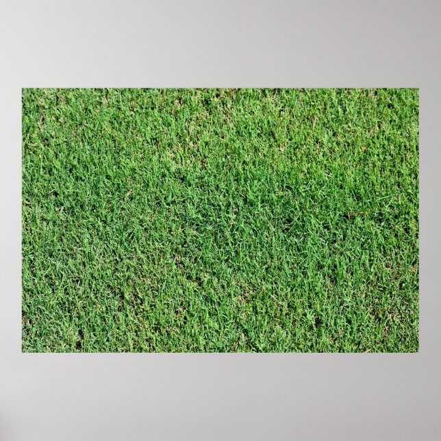 Affiche Gazon vibrant de couleur verte (Devant)