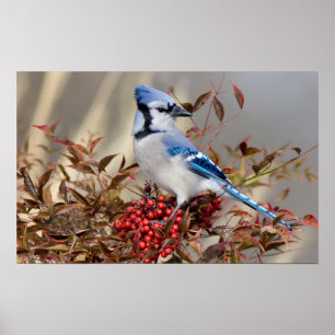 Affiche Geai bleu dans le bambou céleste Nandina