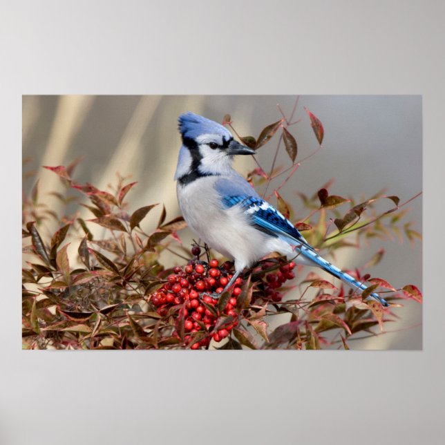 Affiche Geai bleu dans le bambou céleste Nandina (Devant)