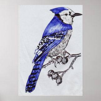 Affiche Geai bleu dessiné à la main | Art de la nature à l