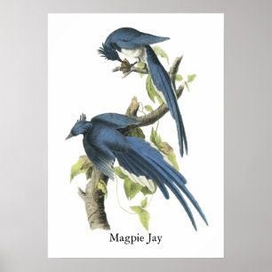 Affiche Geai de pie, John Audubon