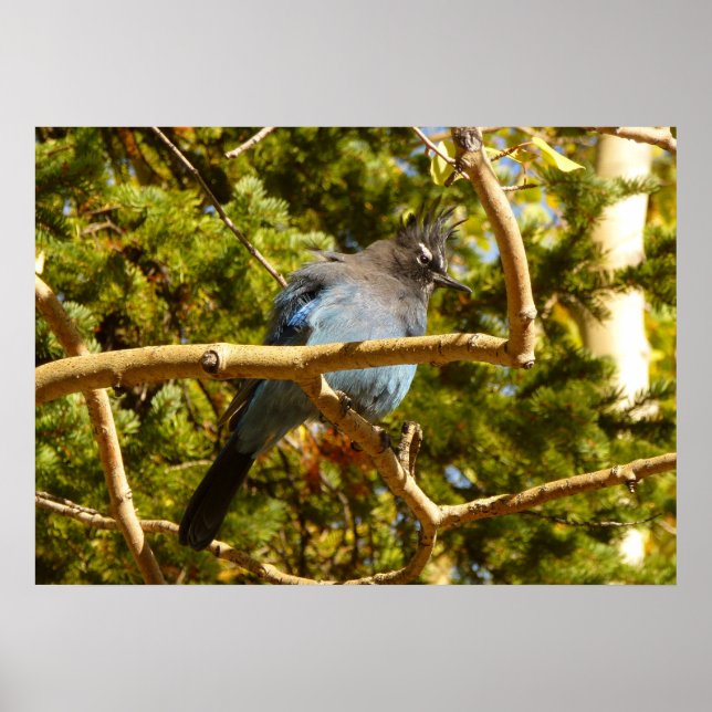 Affiche Geai de Steller au parc national de Rocky Mountain (Devant)