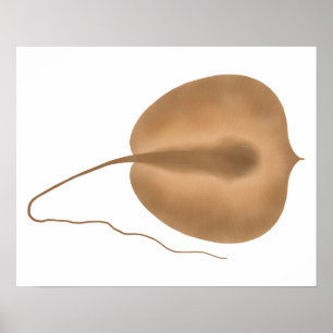 Affiche Géant Stingray d'eau douce
