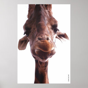 AFFICHE GÉANTE - TÊTE DE GIRAFE - PHOTO HUMORISTIQ