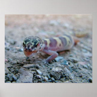 Affiche Gecko Bandré Licking Eye