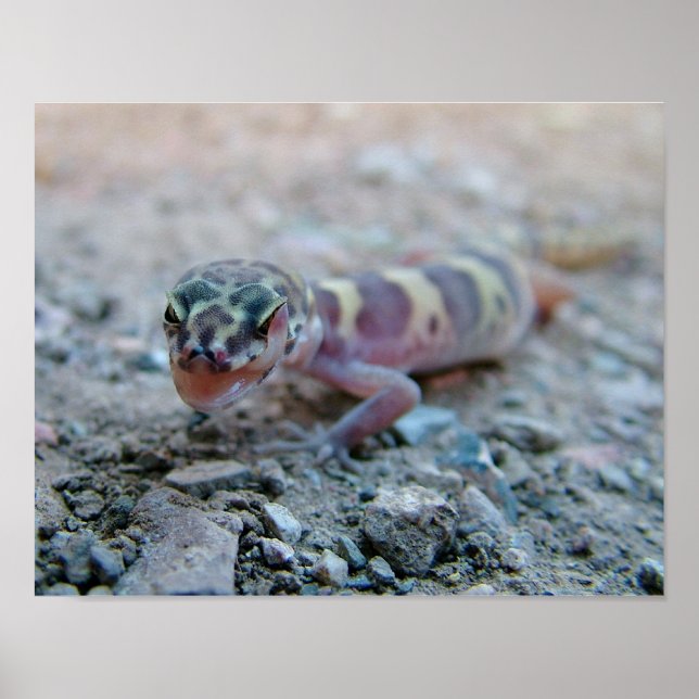 Affiche Gecko Bandré Licking Eye (Devant)
