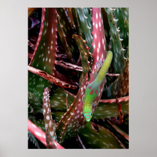 Affiche Gecko de jour de la poussière d'or