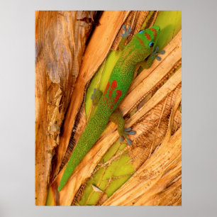 Affiche Gecko Gold Dust
