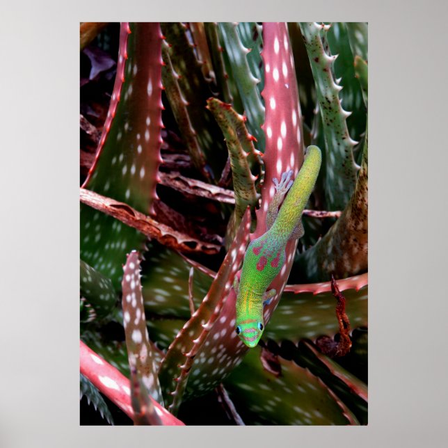 Affiche Gecko Gold Dust Day (Devant)