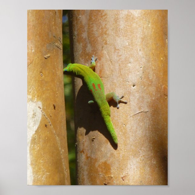 Affiche Gecko hawaïen sur goyave (Devant)