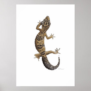 Affiche Gecko léopard