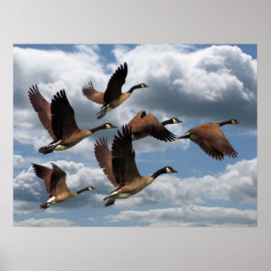 AFFICHE GEESE