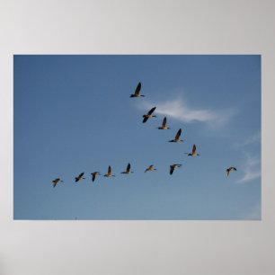 Affiche Geese in Flight Print