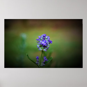 Affiche Gel hivernal,