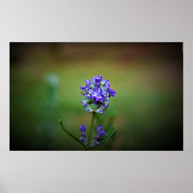 Affiche Gel hivernal, (Devant)