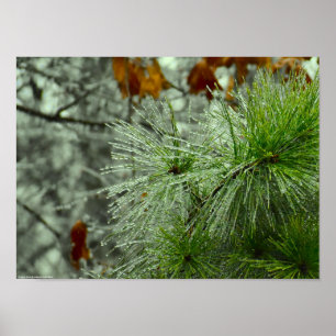 Affiche Gel hivernal,