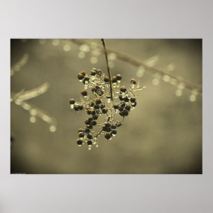 Affiche Gel hivernal,