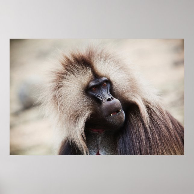 Affiche Gelada Baboon, Éthiopie (Devant)