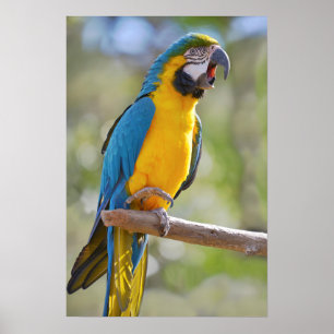 Affiche Gelbbrustara macaw sur perche