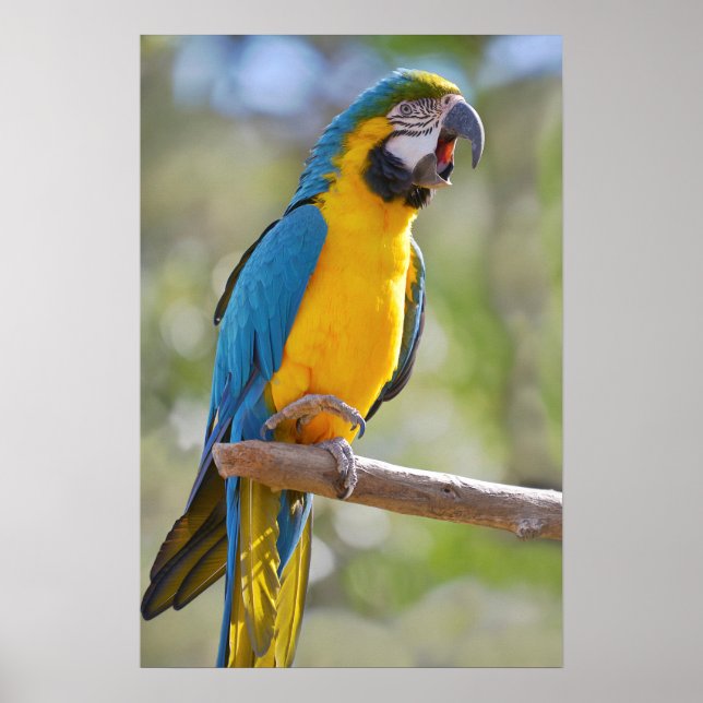 Affiche Gelbbrustara macaw sur perche (Devant)