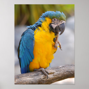 Affiche Gelbbrustara macaw sur perche