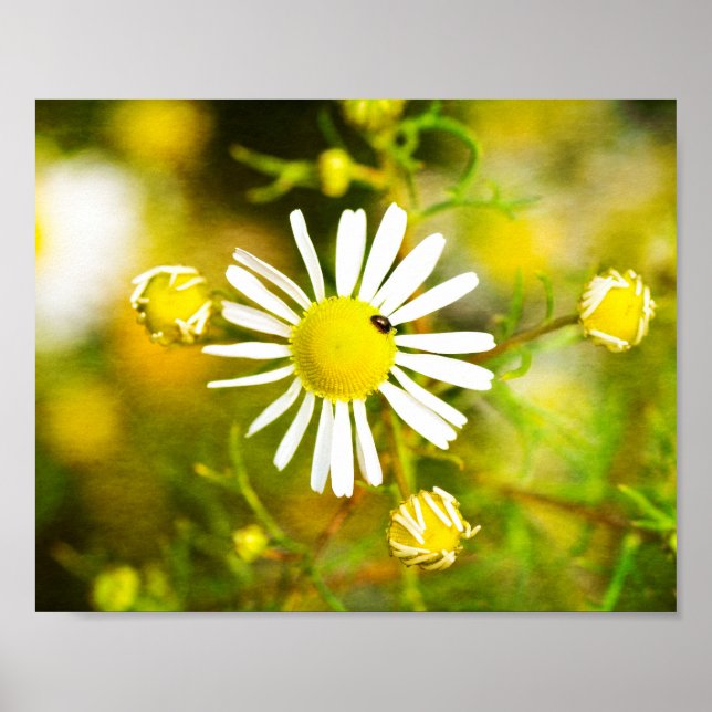 Affiche Gelber Traum der Natur (Devant)