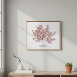 Affiche Gelidium algue dessinée à la main